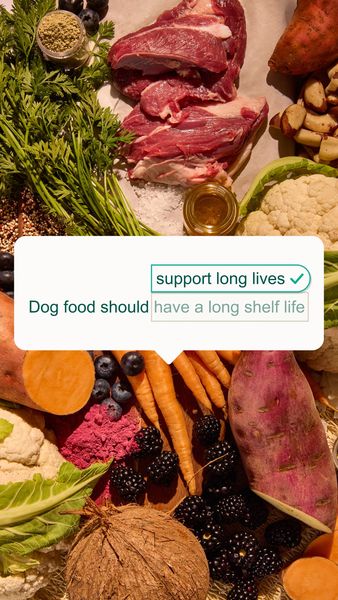 A top-down shot features a vibrant assortment of fresh ingredients artfully arranged. At the center, raw meat is displayed with surrounding items like greens, berries, sweet potatoes, and cauliflower. A text box overlay at the bottom states "Dog food should have a long shelf life" with a check mark hovering over "support long lives."