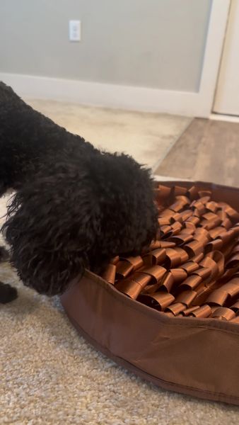 A close-up shot features a black dog interacting with a brown snuffle mat. The dog's front left paw is raised and in the middle of interacting the snuffle mat. The snuffle mat is oval-shaped and filled with numerous brown ribbon-like material.  The background shows a light-colored carpet and wall.