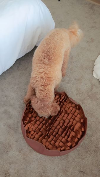 A light brown poodle stands with its front paws on a brown puzzle feeder. The puzzle feeder is a circular shape with a woven texture. The dog seems to be investigating the toy. The background consists of a beige carpet and parts of a white bed.