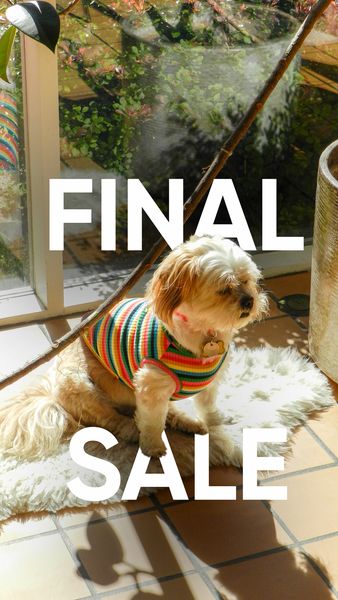 A visually appealing ad featuring a small dog sitting on a white fluffy surface, possibly a rug or pet bed. The dog is wearing a colorful, striped sweater. The text "FINAL SALE" is superimposed on the image in large, bold white letters, drawing attention to a promotional offer. The background includes a window, a plant, and a vase adding depth and context to the scene.