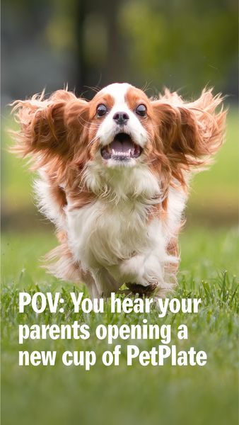 A photograph depicts a Cavalier King Charles Spaniel dog running towards the viewer with its mouth open in excitement. The dog has a brown and white coat and its ears are flowing in the wind. The background is a blurry green with text overlayed on the bottom of the image.