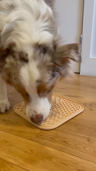 A dog is shown eating from a tan square textured slow feeder mat placed on a wood floor. The dog has mostly white and brown coloring.