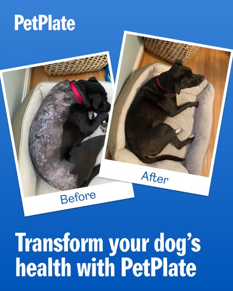 An advertisement showcasing a before-and-after transformation of a dog with skin issues. The top half features two side-by-side photos: 'Before' shows a dog with significant hair loss and skin problems, and 'After' shows the same dog with healthy fur. Both dogs are lying in a dog bed. The bottom half of the ad displays the call to action to transform a dog's Health with PetPlate