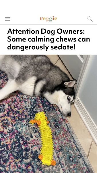 An advertisement featuring a close-up of a Husky laying its head against a wall next to a colorful rug. A long, yellow dog toy is lying in front of the dog. The text is on top that states 'Attention Dog Owners: Some calming chews can dangerously sedate!'