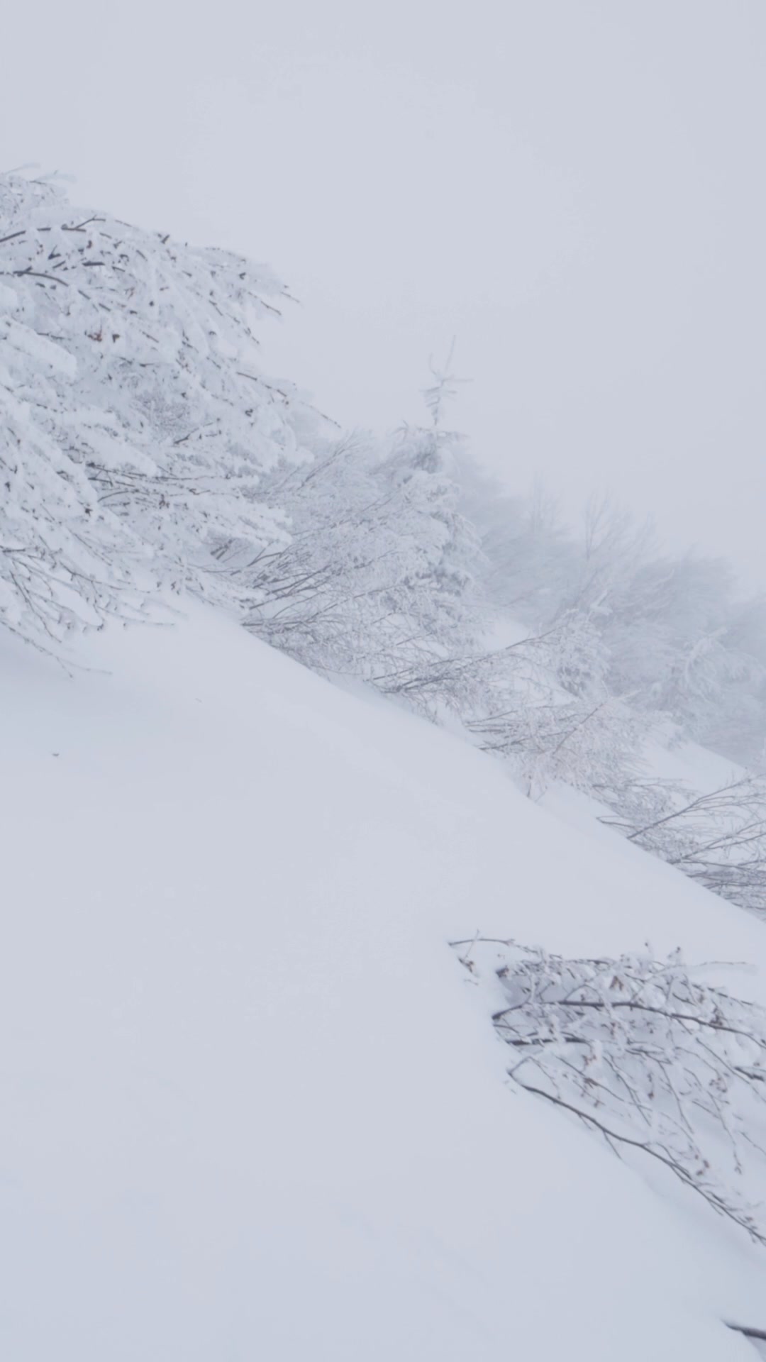 A serene, misty winter scene unfolds with snow-covered trees and branches dominating the frame. The image is predominantly white and grey, creating a soft, ethereal atmosphere. A gentle slope of untouched snow leads the eye upwards towards the hazy, fog-laden background where more snow-laden trees are faintly visible. The text 'Designed for the Deep.' is overlaid on the image, suggesting an experience or product related to depth, perhaps in nature or adventure.