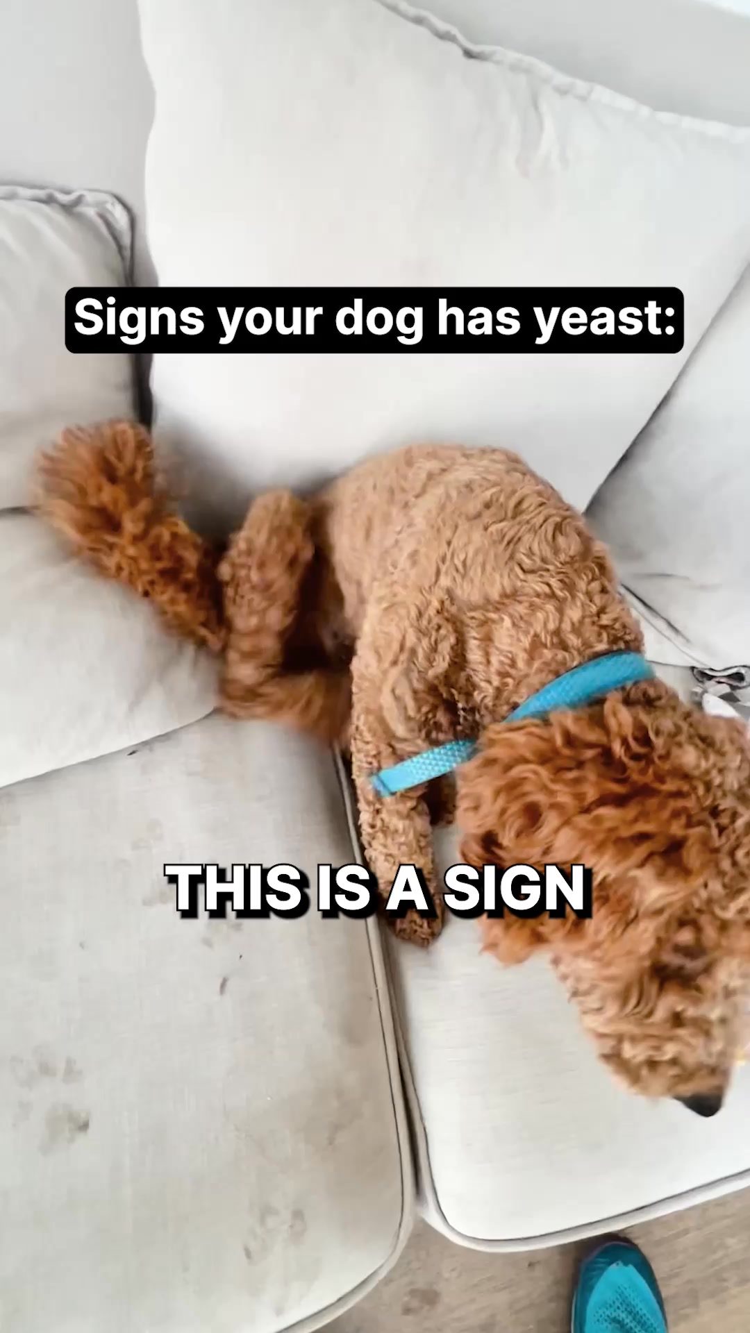 A fluffy, light brown dog is lying on its side on a light-colored couch. The dog is wearing a blue collar. Text overlays on the image read "Signs your dog has yeast:" and "THIS IS A SIGN". The couch appears slightly dirty with paw prints visible in one section. The overall scene suggests a common household pet issue.