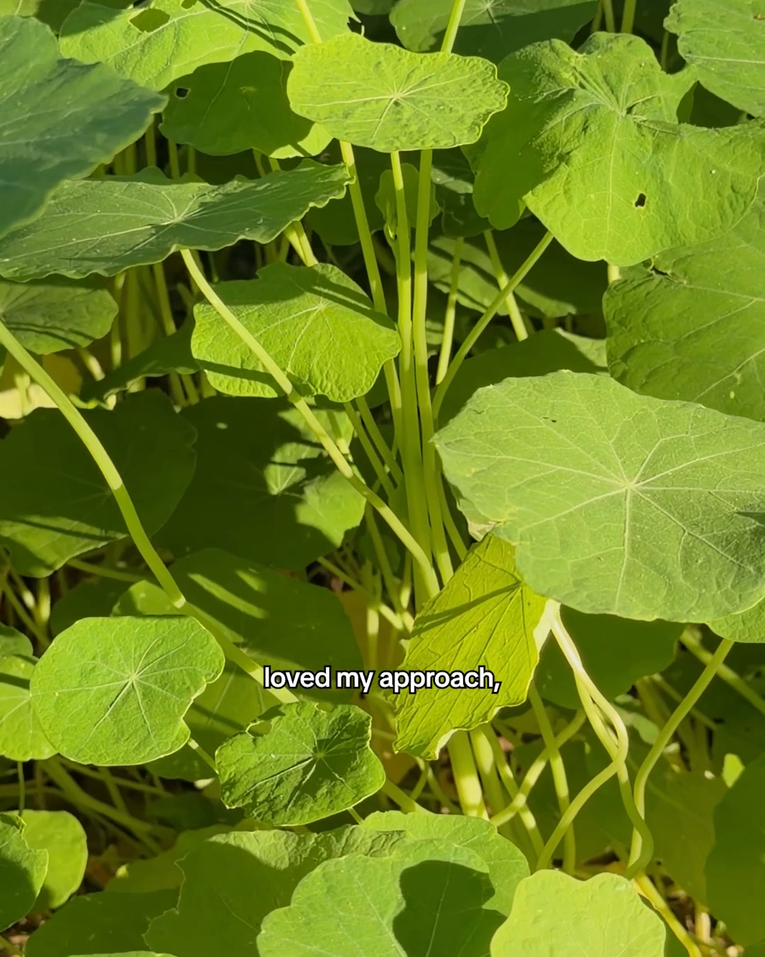The creative is a close-up shot of lush green nasturtium leaves and stems, bathed in sunlight. The text "loved my approach," is overlaid on the leaves in the lower right quadrant of the image. The visual focuses on the natural beauty and growth of the plants, suggesting a connection to nature or a gardening theme.