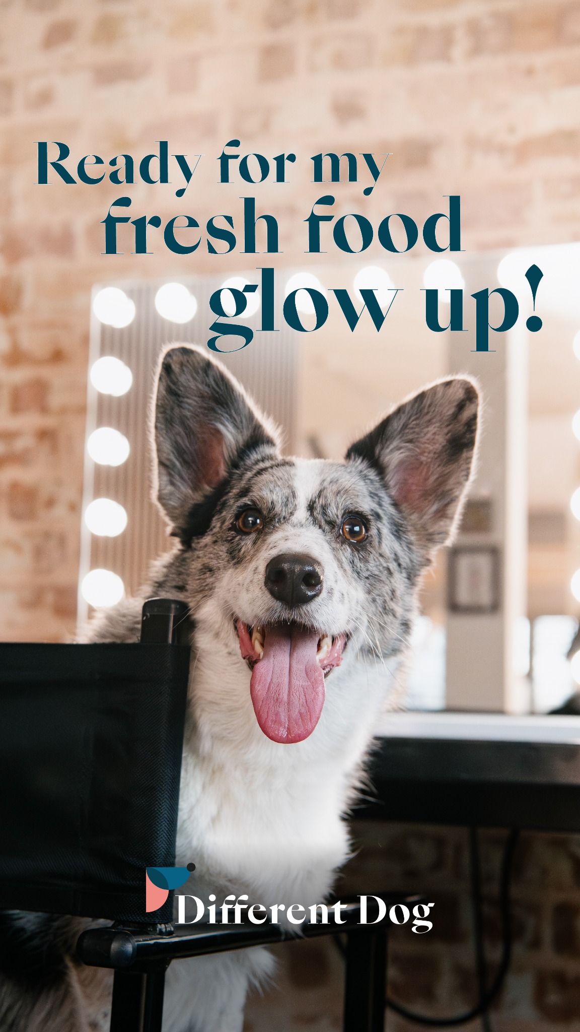 A close-up shot of a happy, grey and white dog with its tongue out, sitting in a chair. The dog is looking directly at the camera. Teal text overlays the top of the image, reading "Ready for my fresh food glow up!". Below the dog, the logo and name "Different Dog" are visible. The background appears to be a room with a brick wall and vanity lights.