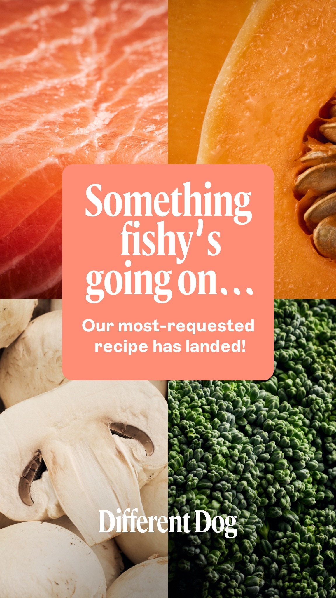 A four-panel collage features close-ups of salmon, cantaloupe, mushrooms, and broccoli. In the center, a coral-colored square contains white text that reads "Something fishy's going on... Our most-requested recipe has landed!". Below the collage, the words "Different Dog" are displayed in white text.