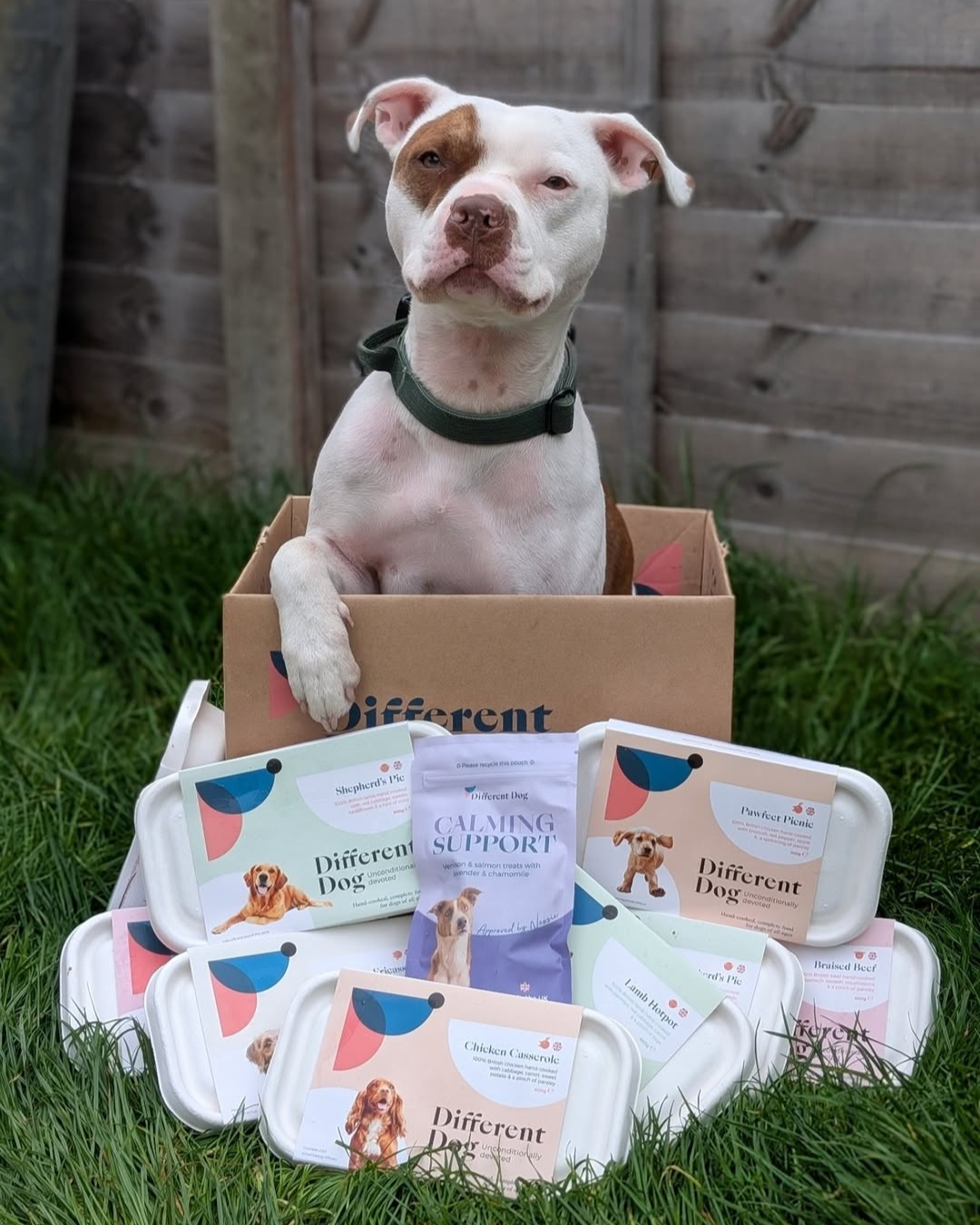 A white and brown pitbull dog sits in a cardboard box, surrounded by several trays of dog food. The dog looks directly at the camera with a slightly tilted head. Text overlays the image, featuring a five-star review from a customer about their dog's positive experience with the fresh food, mentioning improved digestion and reduced itching. The review is attributed to a photo taken by @little.life.of.theo.