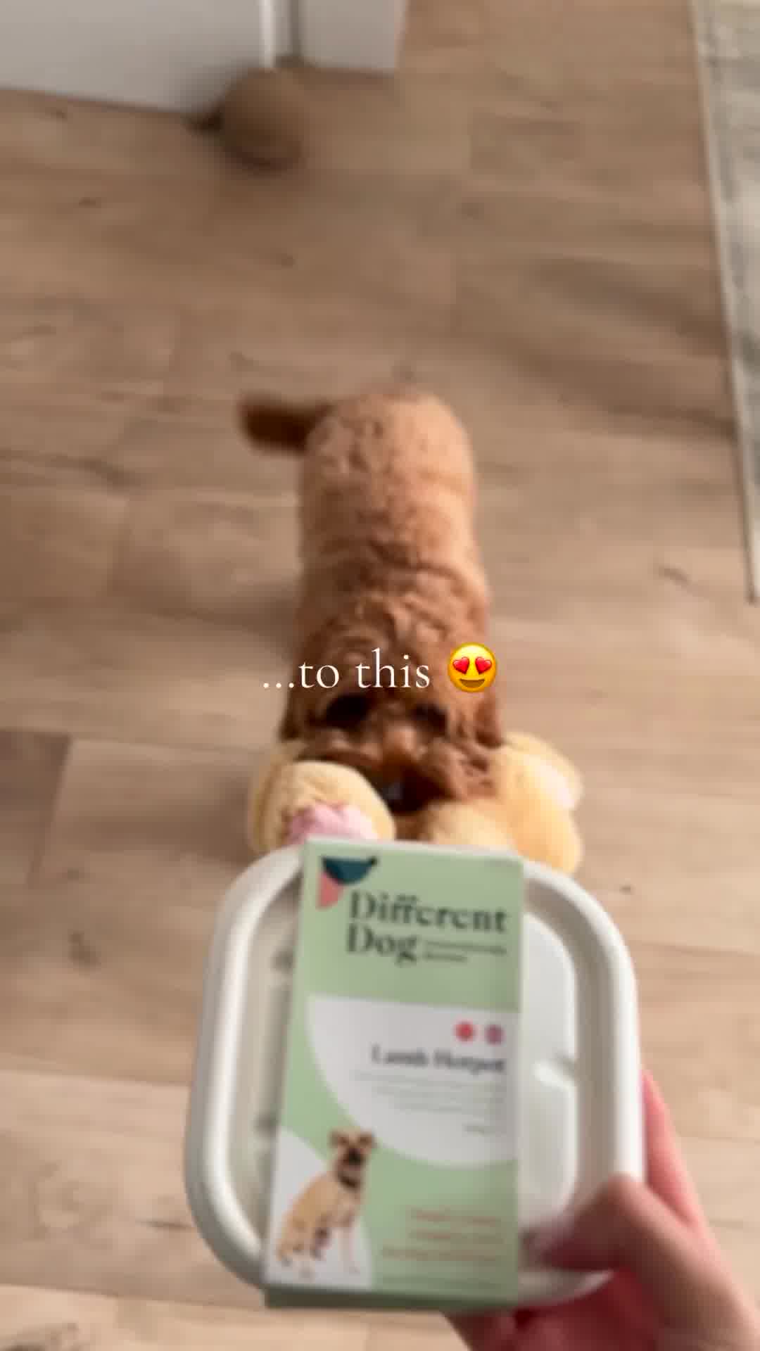 A fluffy, light brown dog is in the background, looking at a white container of dog food in the foreground. Text overlay on the image reads "...to this". The dog food container has a label that says "Different Dog" and shows a picture of a dog. The overall scene suggests a transition from a previous state to a better one, likely related to the dog's food. The creative implies a positive change or improvement associated with the product.
