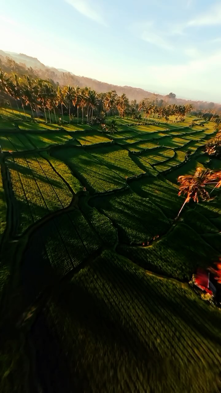 An aerial drone shot captures lush, green rice terraces cascading down a hillside at sunrise. Tall palm trees line the upper edges of the terraces, casting long shadows across the landscape. In the distance, rolling hills are shrouded in a soft morning mist. The text overlay reads "Filming paradise with the @insta360 Ace Pro 2 🌴".