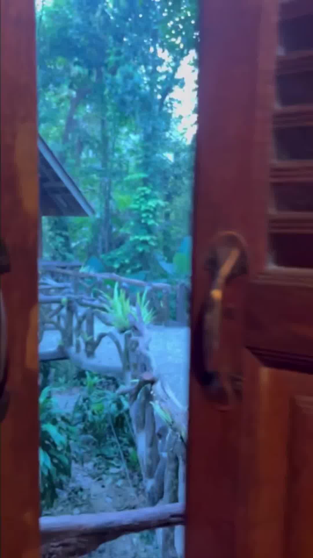 The video opens with a view through a wooden doorway into a lush, green jungle setting. A pathway with rustic railings is visible, winding through dense foliage. The overall impression is one of an exotic, natural retreat. The text overlay reads "Thailand calling? Oh, you know we're already in 😌", inviting the viewer to imagine themselves in this tropical destination.